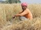 Índia enebís l’exportacion de blat e lo G7 avertís d’una famina mondiala