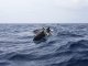 Proteccion dels dalfins: lo Conselh d’Estat fa barrar a la pesca qualques zònas del golf de Gasconha