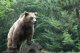 Pirenèus: mai d’orses que jamai mas consanguins