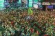 Rugbi de XIII: fèsta ben capitada a Las Vegas