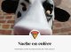 Picardia: ua “bòrda de mila vacas” contestada... dinc a Tolosa!