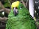 An descobèrt en Eqüator un papagai que ditz de mots en occitan