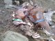 Canejan: an trobat setze chivaus mòrti