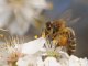 Los escolans de Mónegue an descobèrt las abelhas en ne culhissent la mèl