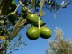 La mosca de l’oliva menaça la produccion d’òli de Provença