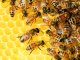 Recompensan una jove cercaira tolosana per sas descobèrtas sus las abelhas