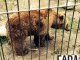Arties: liberaràn Mimo e Aran, los dos orses que vivián dins una gàbia
