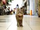 Un Cat Street View per se passejar amb los uèlhs de gat