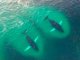 Lo singular vidèo per dròne de balenas en plena captura de peis