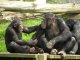 Los chimpanzés tanben son d’assassins