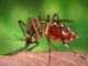 L’expansion del virus Zika contunha
