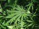 Canadà es a mand de legalizar lo cannabis