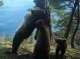 Aran: imatges de l’orsa Hvala amb sos orsalhons