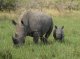 2016: creis lo nombre de rinocèros mòrts