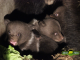 Val d’Aran: tres orsalhons son nascuts en captivitat