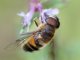 L’Assemblada francesa a enebit los insecticidas que tuan las abelhas