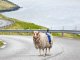 Lo Google Sheep View, un sistèma estonant per vesitar los endreches inaccessibles de las illas Feròe