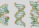 Una còla internacionala de scientifics a revolucionat l’estudi de l’ADN uman