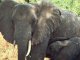 Un 30% d’elefants africans en mens en solament 7 ans