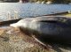 An trobat 30 sacs de plastic dins lo ventre d’una balena en grèu estat de malnutricion