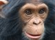 Los chimpanzés pòdon aprene coma los umans