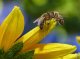 D’abelhas que morisson per pesticidas