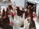 Estat francés: enebiràn los uòus sortits de galinas engabiadas